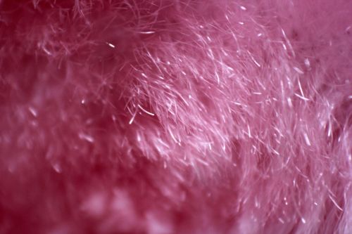 Pink Fur Background 4