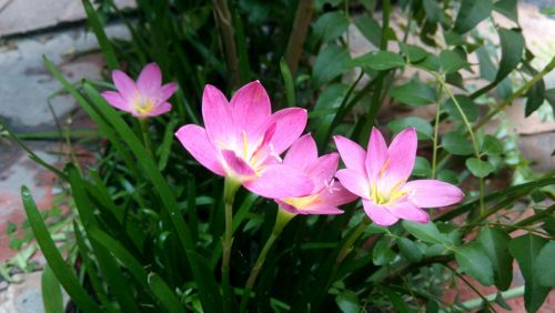 Pink Garden Lilies