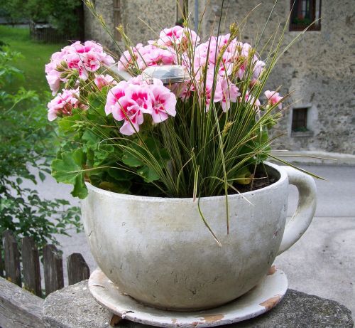 pink geranium summer flower potted flower