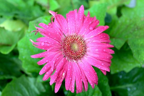 pink gerber daisy daisy pink