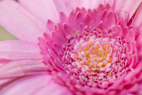 Pink Gerbera