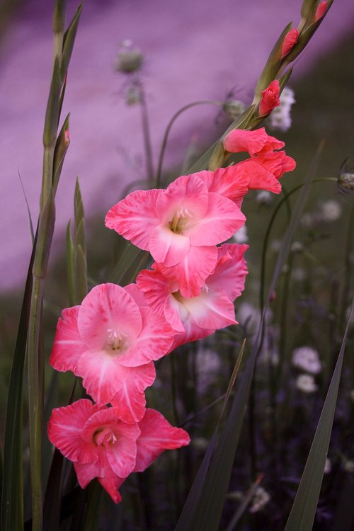 pink gladiola flower  gladiola  flower