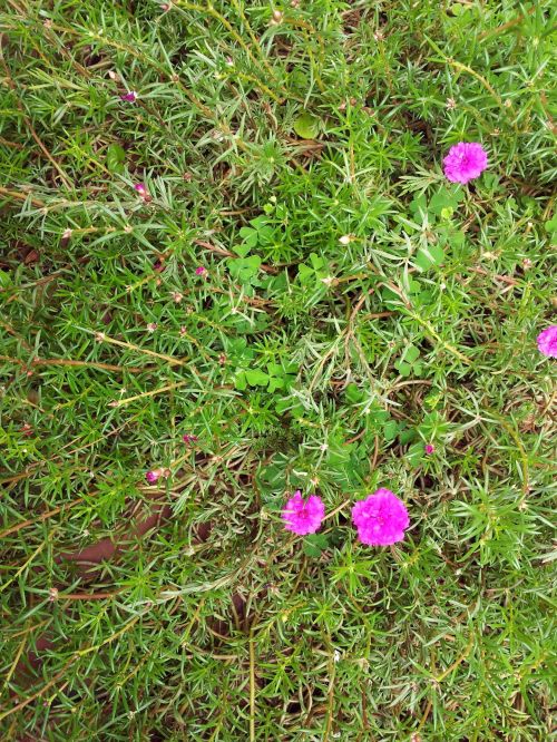 Pink Glass Flower