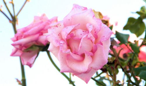 Pink Heritage Rose