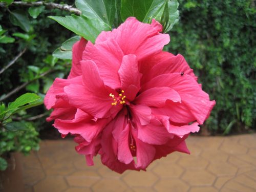 Pink Hibiscus Flower