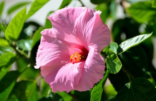 Pink Hibiscus Flower