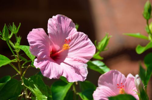 Pink Hibiscus Flower