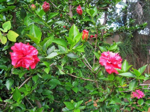 Pink Hibiscus Flowers