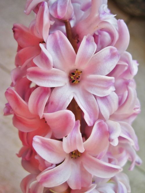pink hyacinth partial view scented plant