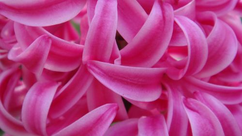 Pink Hyacinth