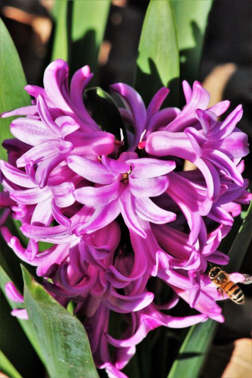 Pink Hyacinth And Bee
