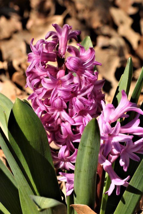 Pink Hyacinth Flowers