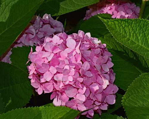 pink hydrangea shrub flower