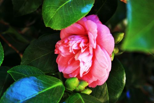 Pink Japonica Flower