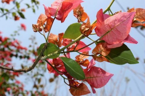 pink leaf blossom natural