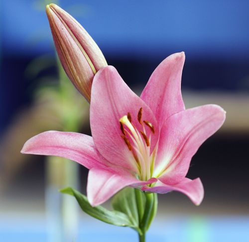 Pink Lily