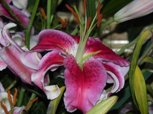 pink lily nature flower