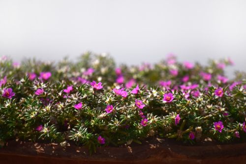 Pink Little Flowers 2