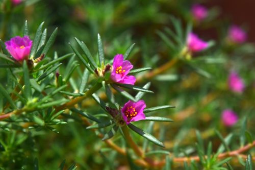 Pink Little Flowers