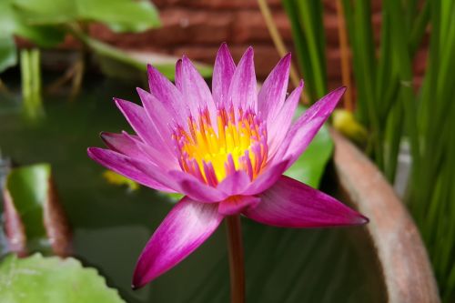 pink lotus water lily lotus