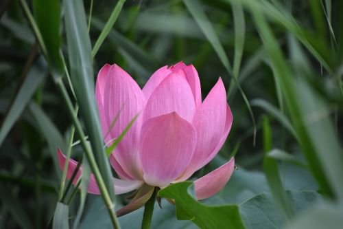 pink lotus flower close-up