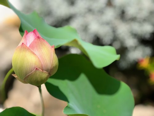 pink lotus  light  subtle