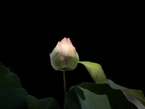 pink lotus  light  subtle