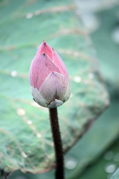 Pink Lotus Bud And Leaf Closeup