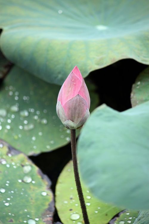 Pink Lotus Flower Bud And Green