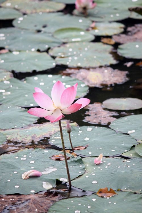 Pink Lotus Flower Faded