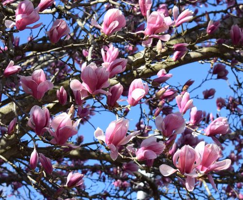 pink magnolia magnolia tree