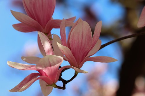 pink magnolia  spring  flowers