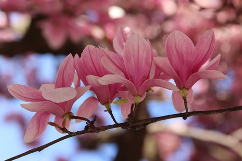 pink magnolia  spring  flowers