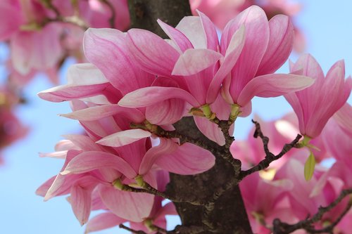 pink magnolia  spring  flowers