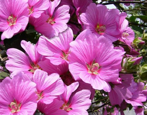 pink mallow floral plants