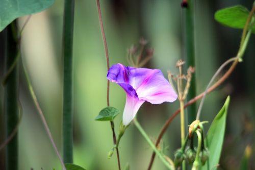 pink morning glory flower flower weed