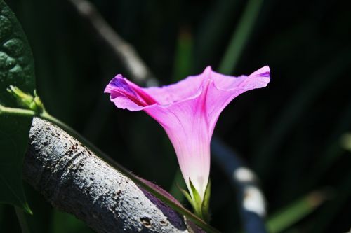 pink morning glory flower flower trumpet