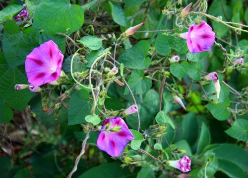 Pink Morning Glory Flowers