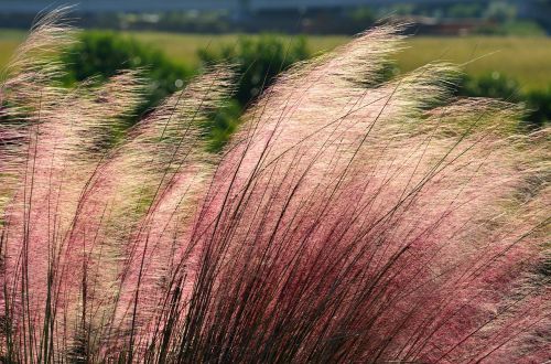 pink muhly grass ornamental background