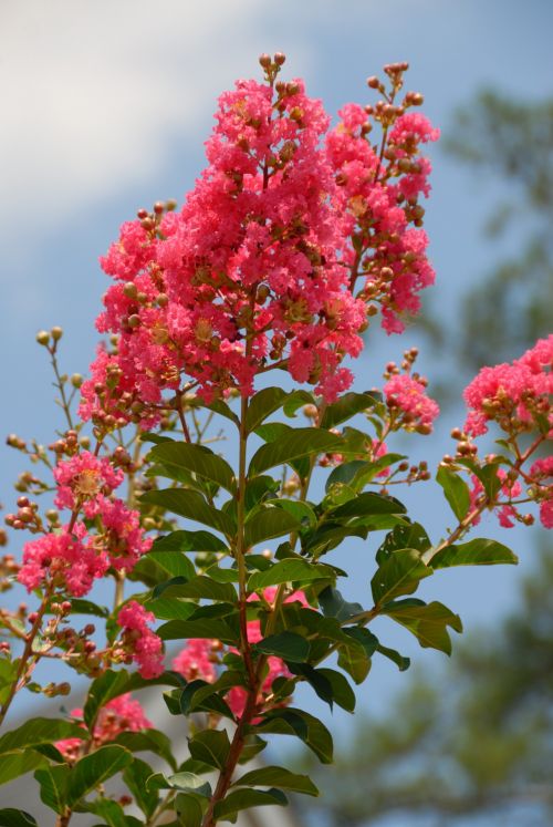 Pink Myrtle Tree