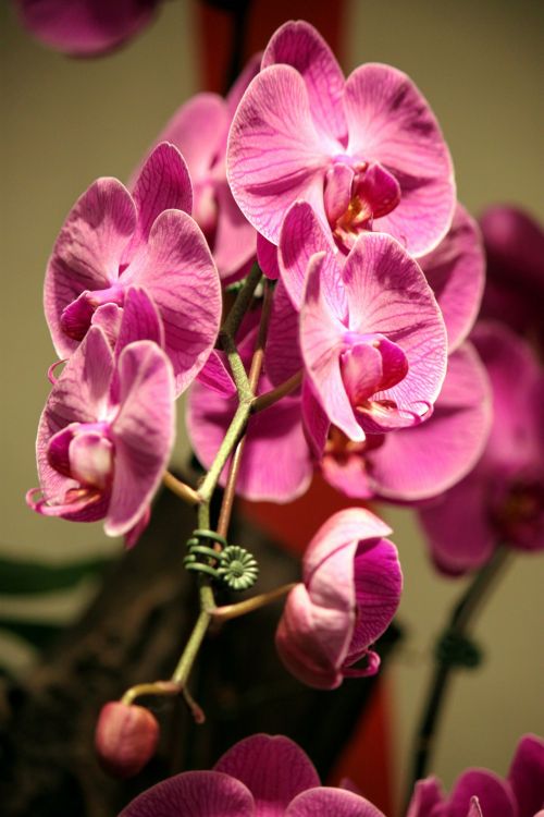 Pink Orchid Flower From Changyi