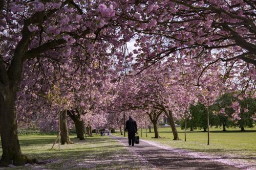 Pink Ornamental Cherry Trees