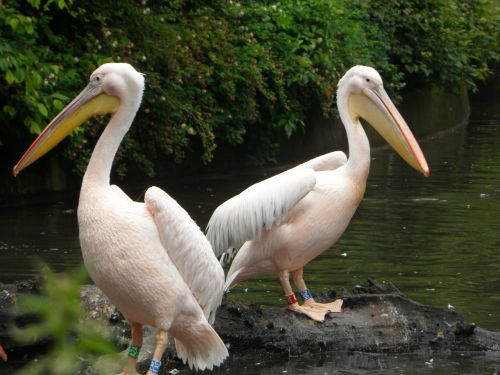 pink pelican pelikan pink