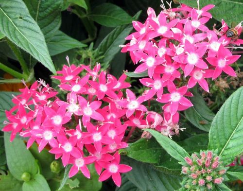 pink pentas penta flowers