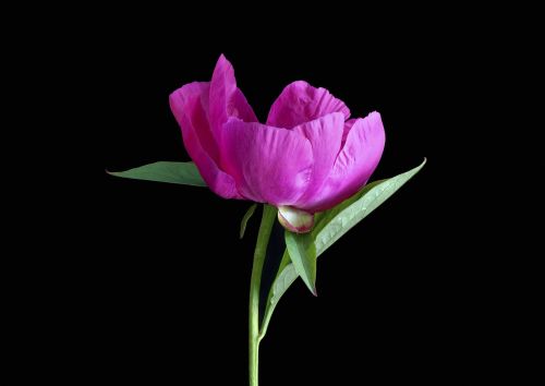 pink peony flower peony