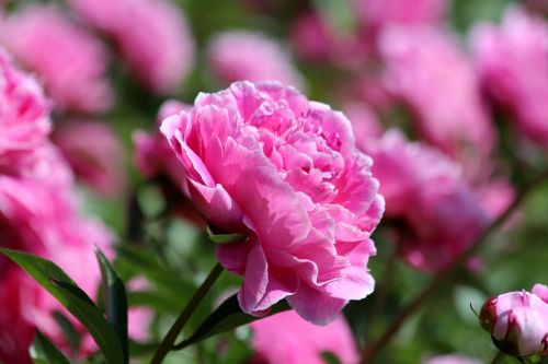 pink peony peony flower peony