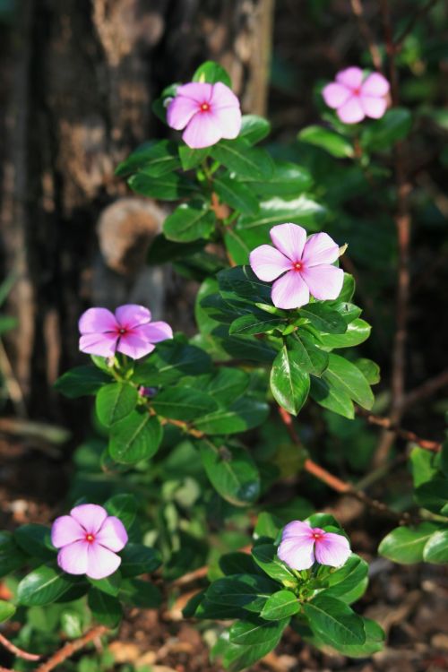 Pink Periwinkle Flowers In Garden