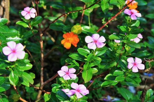 Pink Periwinkle In Garden