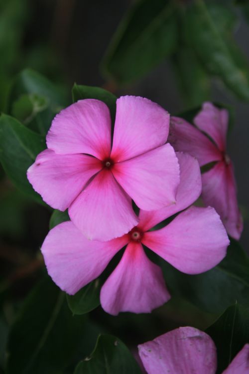 Pink Periwinkle