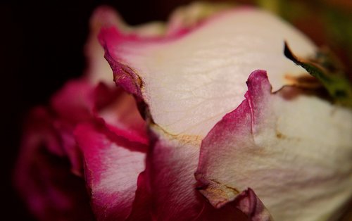pink petals  pink rose  rose